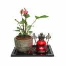 Anthurium Plant N Lamp